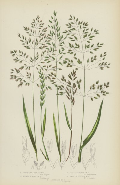 Hard Weidegras, Dwerg Weidegras, Plat Stengel Weidegras, Glad Stengel Weidegras (kleur litho) door English School