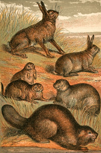 Haas, prairiehonden, konijn, marmot en bever door English School