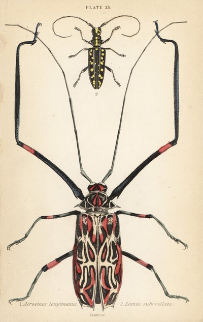 Harlekijnkever, Acrocinus longimanus, en platkoppige boktor, Taeniotes subocellatus door English School