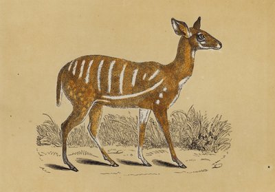 Geharnaste Antilope door English School