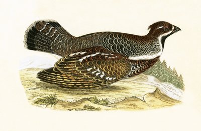 Hazelhoen, illustratie uit 