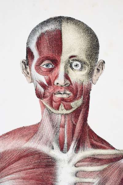 Hoofd en schouders van het mannelijke menselijk lichaam met spieren, pezen en botten, uit The Vessels of the Human Body, bewerkt door Jones Quain en William Wilson, gepubliceerd door Taylor en Watson, Londen in 1837 door English School