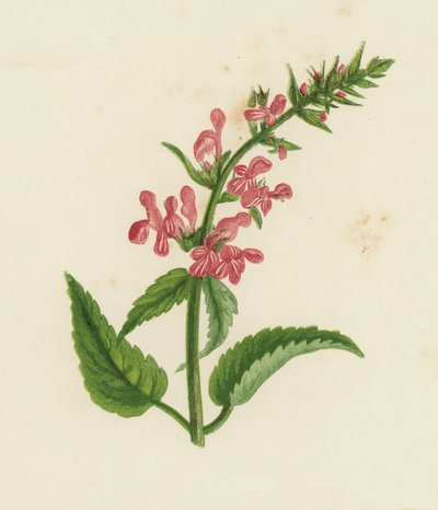 Bosandoorn, Stachys Sylvatica door English School