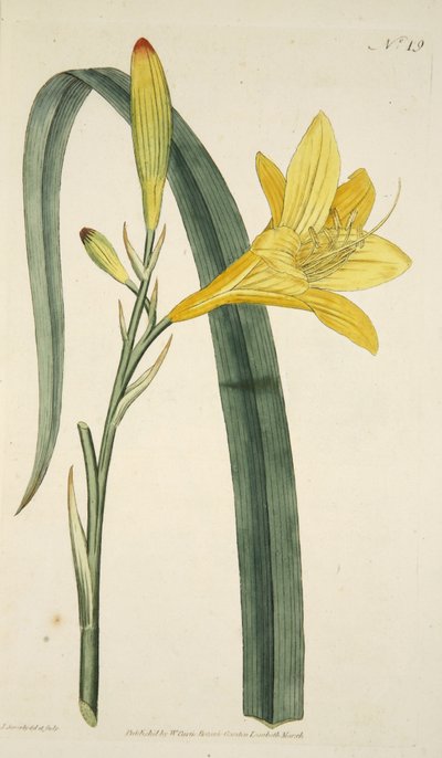 Hemerocallis Flava (Gele daglelie) uit The Botanical Magazine or Flower Garden Displayed, pub. 1796 (handgekleurde gravure) door English School