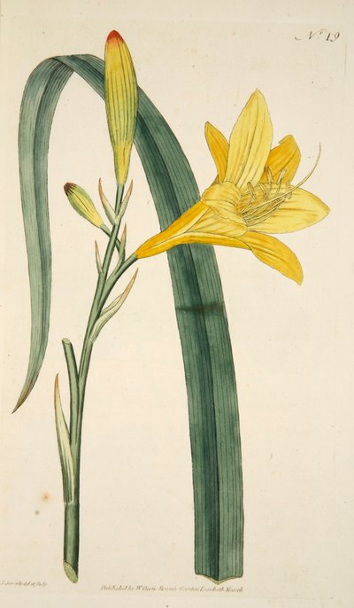 Hemerocallis Flava Gele Daglelie, pub. 1796 handgekleurde gravure. door English School
