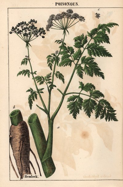 Gevlekte scheerling of Conium maculatum, uit 