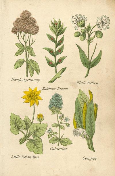 Hennep Agrimonie, Slagersbezem, Witte Behen, Kleine Speenkruid, Kalmoes, Smeerwortel door English School