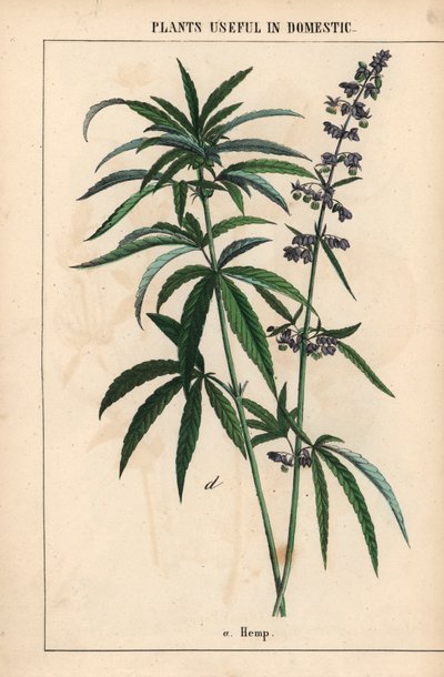 Hennep met blauwe bloemen, uit "The Instructive Picturebook, or Lessons from the Vegetable World," [Charlotte Mary Yonge], Edinburgh door English School