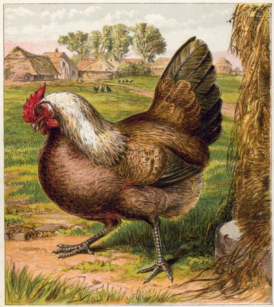 Hen door English School