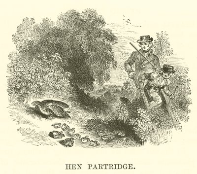 Patrijshaan door English School