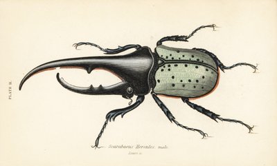 Herculeskever, mannetje, Dynastes hercules, Scarabaeus hercules door English School