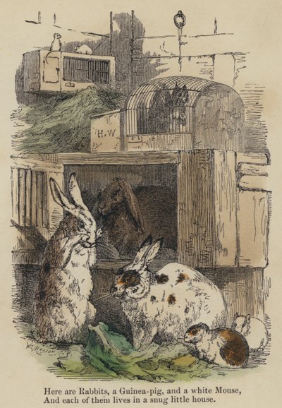 Hier zijn konijnen, een cavia en een witte muis, en elk van hen woont in een knus huisje door English School