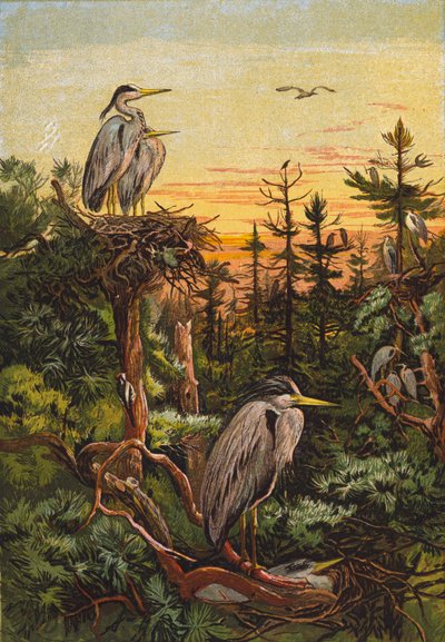 Reigers (kleurenlitho) door English School