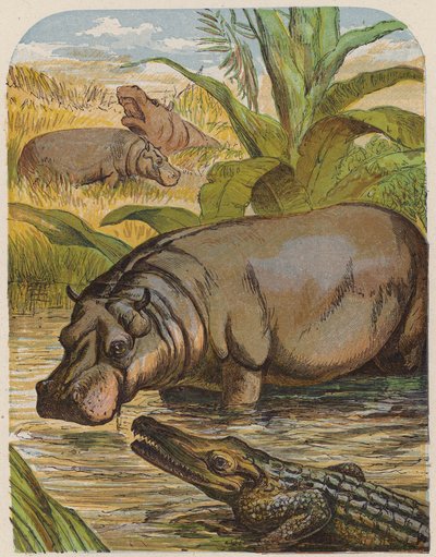 Nijlpaard en krokodil (kleur litho) door English School
