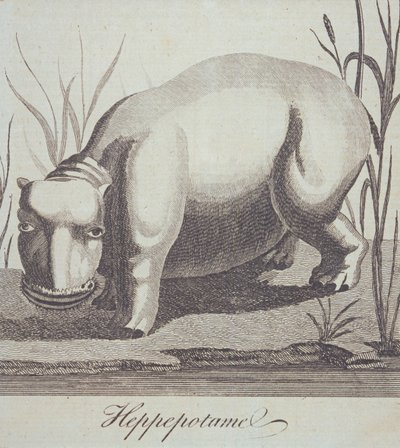 Nijlpaard, uit The Gentleman