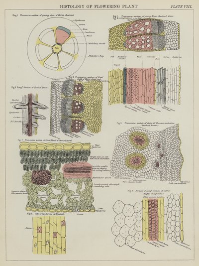 Histologie van bloeiende plant door English School