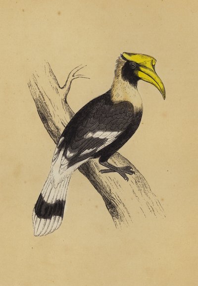 Neushoornvogel door English School