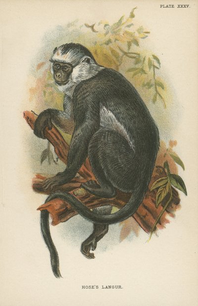 Hoses Langur door English School