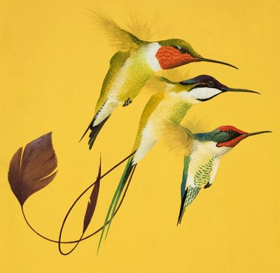 Zoemende vogels (gouache op papier) door English School