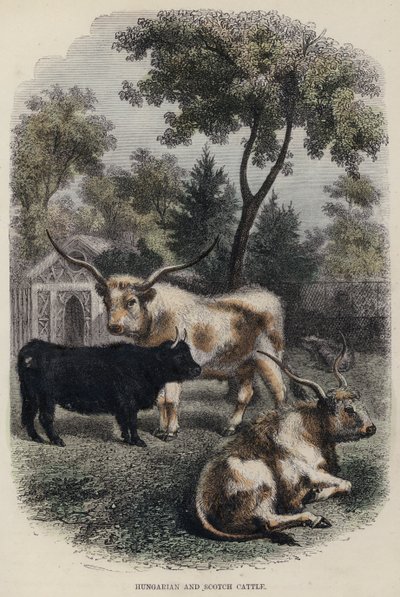 Hongaarse en Schotse runderen (gekleurde gravure) door English School