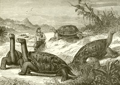 Jacht op schildpadden aan de kust van Nieuw-Guinea door English School