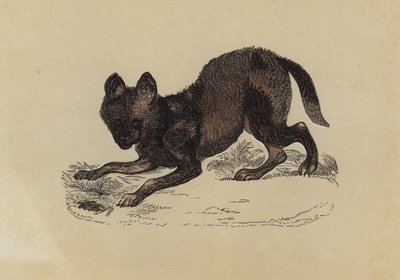 Hyena Hond door English School