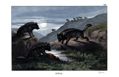 Hyena door English School
