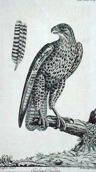 IJslandse valk (Falco Rusticolus), uit 