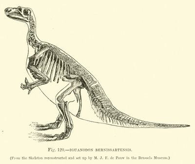 Iguanodon Bernissartensis door English School