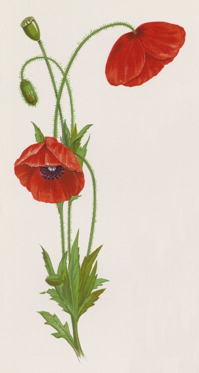 Illustratie voor Een Droom van een Tuin door English School