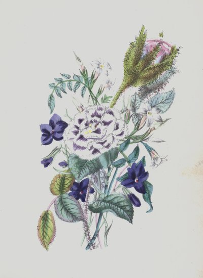 Illustratie voor Moss Rose Album door English School
