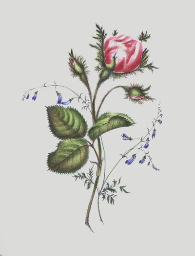 Illustratie voor Moss Rose Album door English School