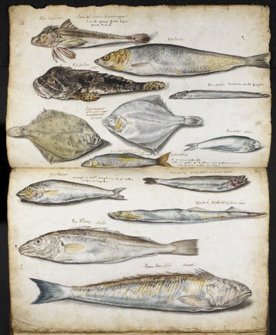 Illustraties met betrekking tot De Historia Piscium, door John Ray, c.1686 door English School