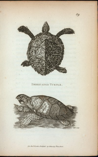 Imbricated Schildpad, uit 