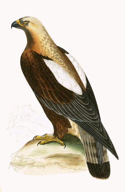 Keizerlijke adelaar, illustratie uit 