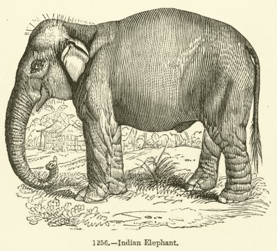 Indiase olifant door English School