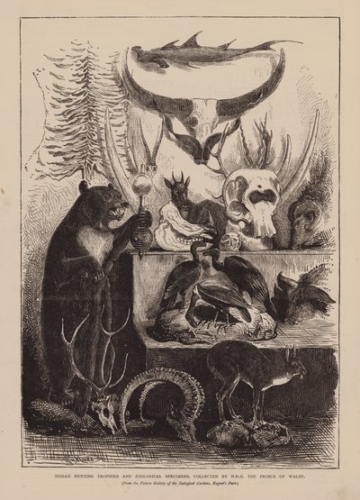 Indische jachttrofeeën en zoölogische specimens, verzameld door ZKH de Prins van Wales (gravure) door English School
