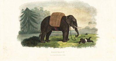 Indiaas kind onder bescherming van een geketende olifant terwijl de ouders voedsel zoeken in het bos door English School