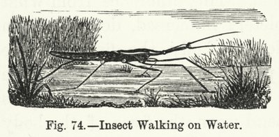 Insect dat op Water loopt door English School