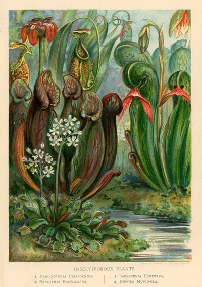 Insectenetende planten door English School
