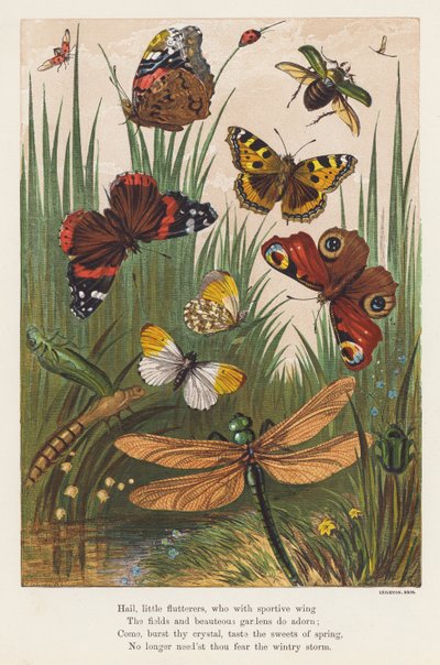 Insecten door English School