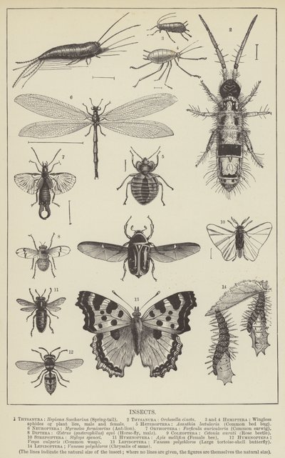 Insecten door English School