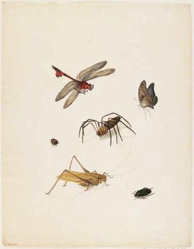 Insecten (ca. 1805) door English School