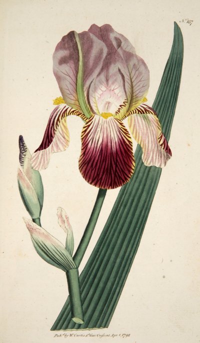 Iris Sambucina Vliergeurende iris, pub. 1792 handgekleurde gravure door English School