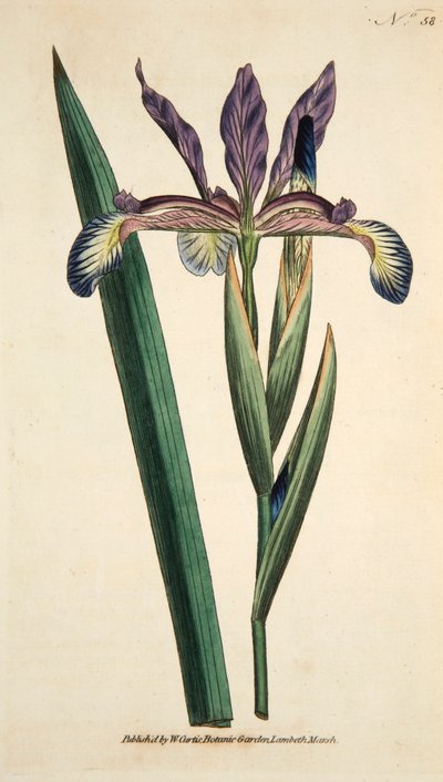 Iris Spuria Spurios Iris, pub. 1790 handgekleurde gravure door English School