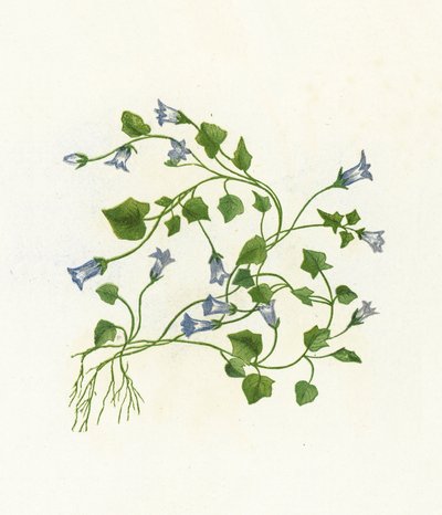 Klimopklokje, Campanula Hederacea door English School