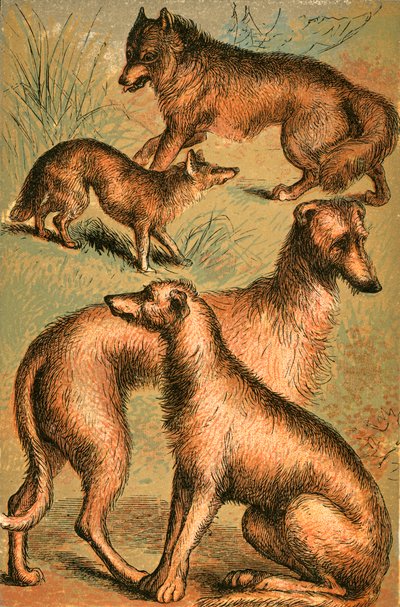 Jakhals, wolf, Ierse wolfshond en hertenhond door English School