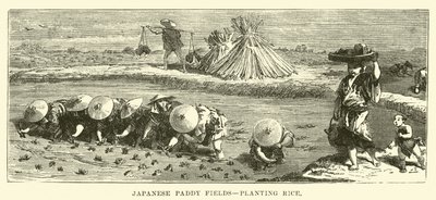 Japanse Rijstvelden, rijst planten door English School