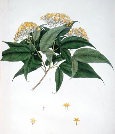 Jasminum Heterophyllum door English School