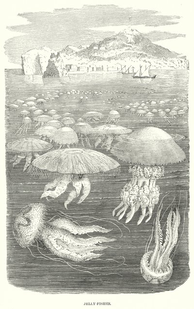 Geleivissen (gravure) door English School
